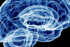 Image of human brain