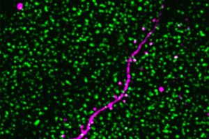 A magenta line weaves through an array of fluorescent green dots